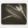 Antiqued Bird of Paradise 2