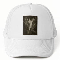 Antiqued Bird of Paradise 8 hats by AntiquedArt Antiqued Bird of Paradise 8 hats