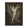 Antiqued Bird of Paradise 8