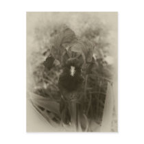 Antiqued Blue Iris 5 postcards by AntiquedArt Antiqued Blue Iris 5 postcards