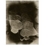 Antiqued Ivy 14