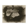 Antiqued Ivy 3