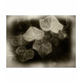 Antiqued Ivy 4