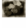 Antiqued Ivy 4