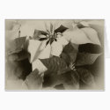 Antiqued Mixed Color Poinsettias 2 cards by AntiquedArt Antiqued Mixed Color Poinsettias 2 cards