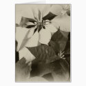 Antiqued Mixed Color Poinsettias 2 cards by AntiquedArt Antiqued Mixed Color Poinsettias 2 cards