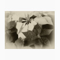 Antiqued Mixed Color Poinsettias 2 t-shirts by AntiquedArt Antiqued Mixed Color Poinsettias 2 t-shirts