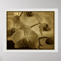 Antiqued Orchids Posters