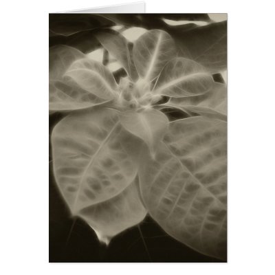 Antiqued Pink Poinsettia 2 Card by AntiquedArt