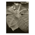 Antiqued Pink Poinsettia 2 cards