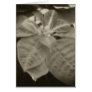 Antiqued Pink Poinsettia 2