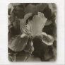 Antiqued Purple Iris 1