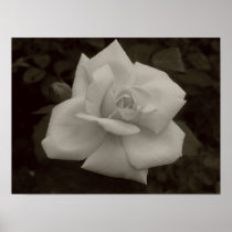 Antiqued Rose Posters