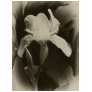 Antiqued White Iris 4
