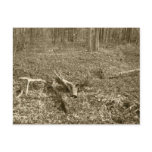 Antler Log Postcard