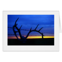"Antlers #4" cards