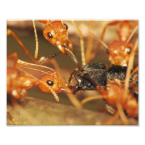 Ants-001b