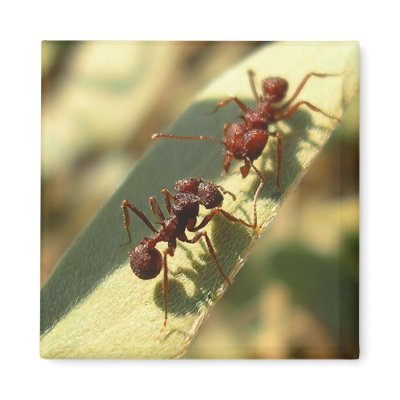 Ants & Attitude - Magnet #2 by bontondesigns