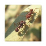 Ants &amp; Attitude - Magnet #2