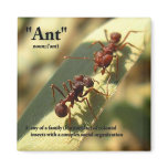 Ants & Attitude - Magnet #3