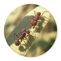 Ants & Attitude - Magnet #4 by bontondesigns Ants & Attitude - Magnet #4
