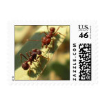 Ants & Attitude - Postage #2