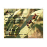 Ants &amp; Attitude - Postcard #2