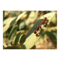 Ants & Attitude - Poster #1 posters by bontongallery Ants & Attitude - Poster #1 posters