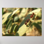 Ants & Attitude - Poster #1 posters