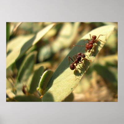 Ants & Attitude - Poster #1 by bontongallery