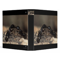 ants binders