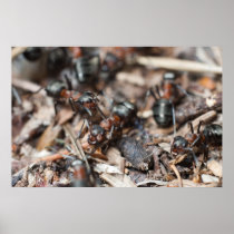 Ant's colony posters