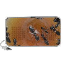 Ants in Honey Doodle Speaker