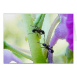 Ants In My Plants Card