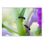 Ants In My Plants Card