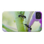Ants In My Plants Iphone 4 Case-mate Case