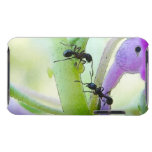 Ants In My Plants Ipod Touch Case