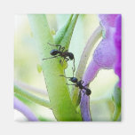 Ants In My Plants Fridge Magnets