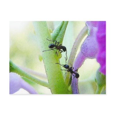 Ants In My Plants Postcard by Pretty_World