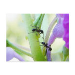 Ants In My Plants postcards