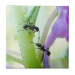 Ants In My Plants Ceramic Tiles