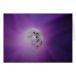 Ants in the Morning Glory Cards
