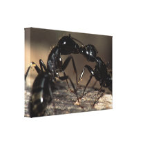 ants kissing stretched canvas print