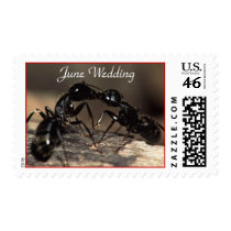 Ants, Kissing, June Wedding, Stamp by WorldDesign Ants, Kissing, June Wedding, Stamp