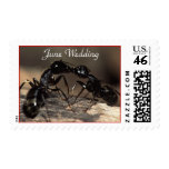 Ants, Kissing, June Wedding, Stamp