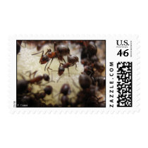 Ants on a piece of pineapple postage stamp