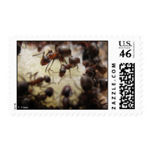 Ants on a piece of pineapple postage stamp