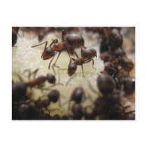 Ants on a piece of pineapple postcards by florianesser Ants on a piece of pineapple postcards