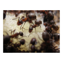 Ants on a piece of pineapple posters by florianesser Ants on a piece of pineapple posters