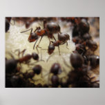 Ants on a piece of pineapple print